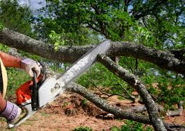 Best Firewood Processing and Delivery  in Phoenixville, PA